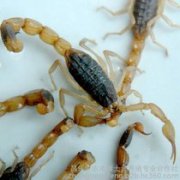 蝎子养殖两种常见病的防治方法