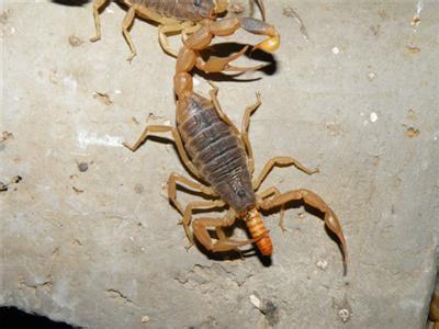 蝎子养殖中12种常见病诊断与对应的治疗方法