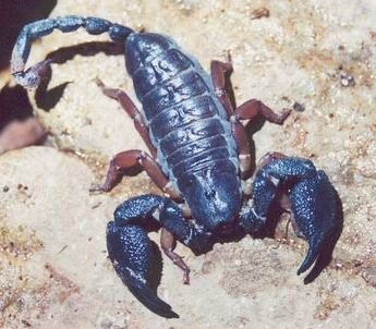 黄脚蝎-蝎子养殖品种