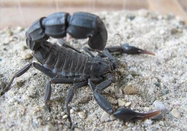 北非黑肥尾蝎-蝎子养殖品种