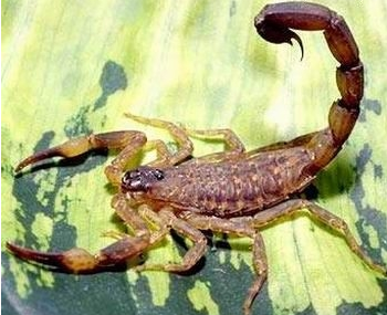 双针蝎 中国无名木蝎-蝎子养殖品种