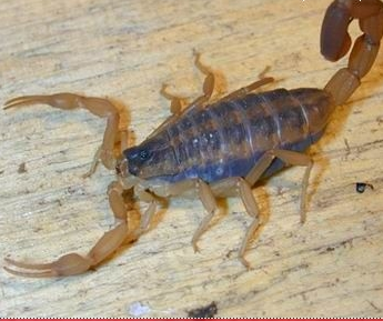 德州条纹木蝎-蝎子养殖品种