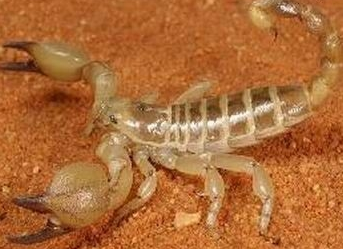 中东金蝎-蝎子养殖品种