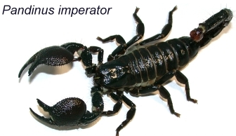 帝王蝎-蝎子养殖品种