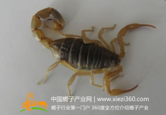 东亚钳蝎 神龙1号-蝎子养殖品种