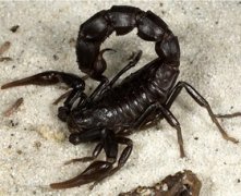 土耳其黑肥尾蝎-蝎子养殖品种