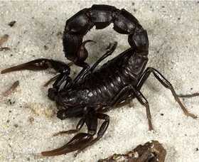 蝎子养殖中被蝎子蜇伤后的处理方法