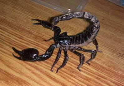 亚洲雨林黑蝎-蝎子养殖品种