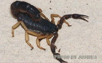 绒粗尾蝎-蝎子养殖品种