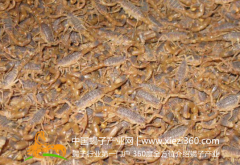 蝎子养殖的蝎毒提取与加工方法