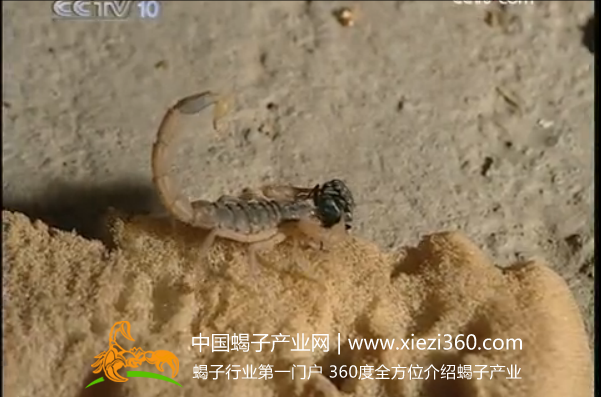 蝎子王蝎子养殖技术视频