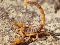 野生蝎子能养活吗？野生蝎子养殖方法