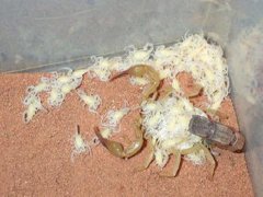 为什么小蝎子出生要爬到母背上？为什么母蝎子会吃小蝎子？小蝎子会吃蝎子妈妈吗？