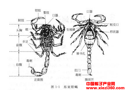蝎子的外部形状和内部构造