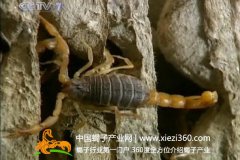 蝎子养殖技术视频讲解