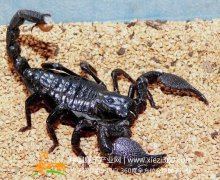 蝎子养殖之蝎斑霉病防治方法