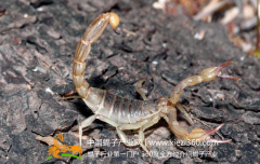 蝎子养殖，蝎子是否是国家保护动物？