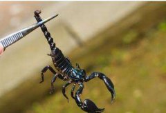 蝎子养殖网，蝎毒作用很大，可以治疗多种疾病？