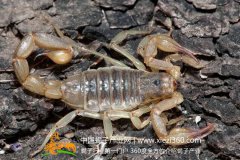 蝎子养殖，蚂蚁把蝎子活生生吃了？