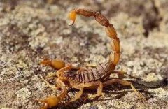 人工养蝎子在室外养殖能养成功吗？
