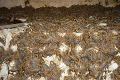蝎子养殖，诱发蝎子发病的病原体有哪些因素？