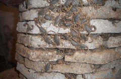 蝎子养殖网，如何给蝎子喂食，蝎子获取食物的几种方法