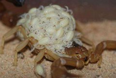 蝎子养殖网，刚出生的幼蝎如何管理饲养，要注意哪些东西？
