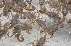 蝎子养殖网，说说幼蝎养殖对温度和湿度的具体要求？