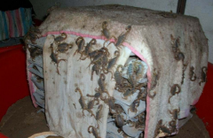 蝎子养殖网，告诉你人工蝎子养殖是如何改变蝎子越冬习性的