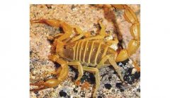 诱发蝎子发病的病原体有哪些因素？
