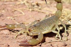 野生蝎子和养殖蝎子的区别是什么？
