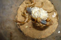 蝎子养殖中刚出生的小蝎子怎么管理吃什么