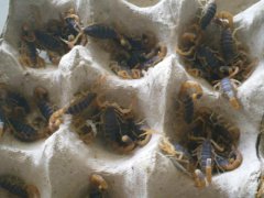 蝎子养殖基地如何在蝎子养殖过程中提高蝎子运输的成活率？