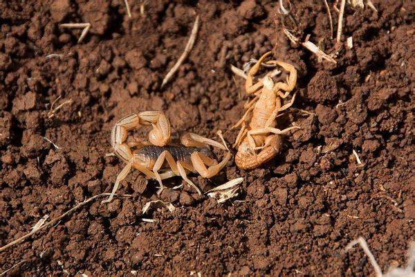 蝎子养殖技术难点在哪里，一些容易忽略的蝎子养殖技术难题