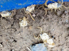 蝎子养殖过程中产后母蝎子为什么死亡以及怎么预防的方法？