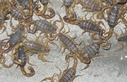 蝎子吃蟑螂吗？蝎子一般喜欢吃什么食物、饲料？家庭蝎子养殖喂什么？
