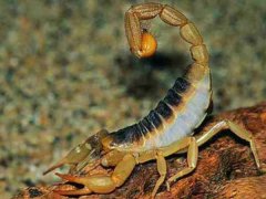 蝎子的生活习性，温度要求，孕期及生长周期是多少？