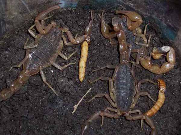 掌握九个基础蝎子养殖技术，提高蝎子养殖经济效益