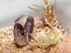 野生蝎子多长时间能够长大？人工养殖蝎子多久可以成年？