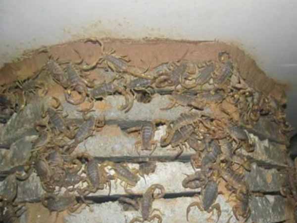 蝎窝的类型有哪些，如何建造蝎窝？蝎子养殖模式有哪些？