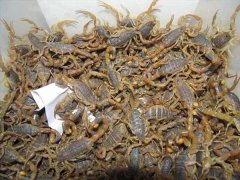 蝎子养殖过程中蝎子养殖场如何建设，种蝎如何选择，饲养密度控制，饲料如何喂养及日常管