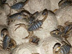 蝎子养殖利润很高，那么如何才能养好蝎子，蝎子养殖需要注意什么？