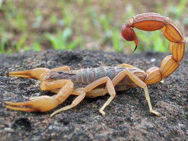 野外生态蝎子养殖模式如何，蝎子产业网带大家了解一下
