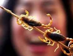 吃蝎子的好处和坏处你了解吗？油炸蝎子一次能吃多？
