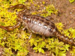 蝎子养殖投放密度及种苗培养，蝎子运输中需要注意什么？捕捉蝎子需要注意什么？