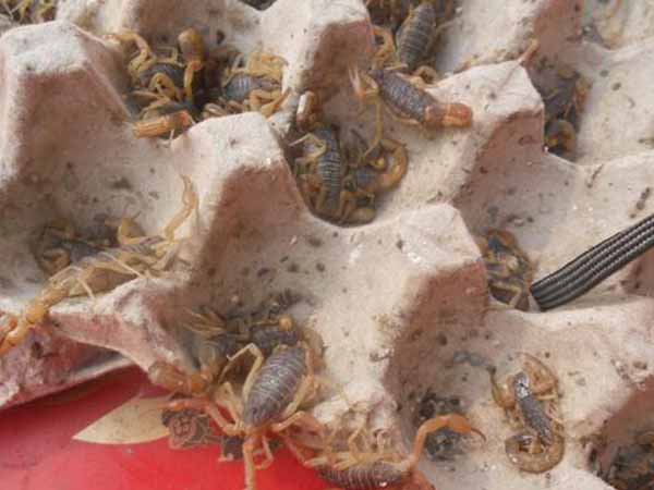小蝎子养殖技术，幼蝎与母蝎分离后怎么饲养，小蝎子吃什么？