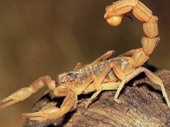 蝎子养殖效益如何？蝎子养殖效益分析，蝎子养殖赚钱么？