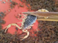 蝎子常见疾病是怎么引起的，影响蝎子生长的三个因素