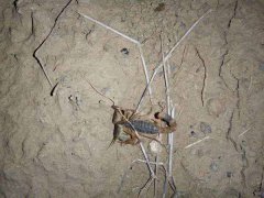夏季蝎子养殖需要注意什么？蝎子饲养投食要点有哪些？