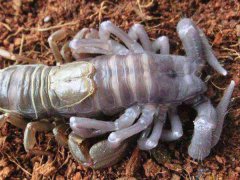 蝎子养殖夏季养殖要点及养蝎子常见病害的预防和治疗方法